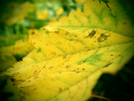 f:id:imawac:20131004121439j:image:w360