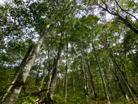 f:id:imawac:20131004131613j:image:w280