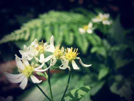f:id:imawac:20131004133918j:image:w360
