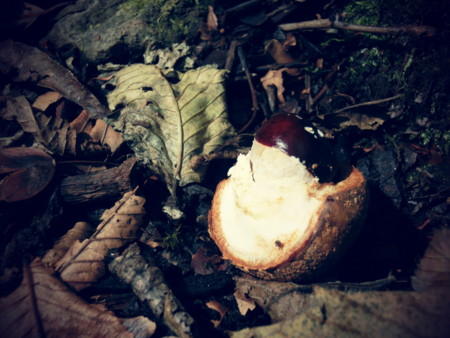 f:id:imawac:20131004134505j:image:w360