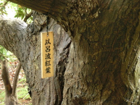 f:id:imawac:20131021130745j:image:w300