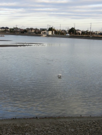f:id:imawac:20131208152836j:image:w270