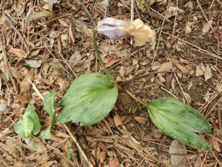 f:id:imawac:20140402151258j:image:w360