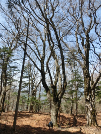 f:id:imawac:20150502114407j:image:h360