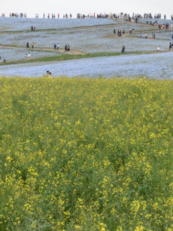 f:id:imawac:20150509142241j:image:w240 f:id:imawac:20150509142241j:image:w240
