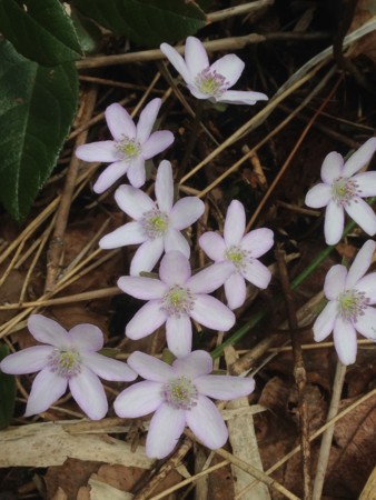 f:id:imawac:20180320133325j:image:w270