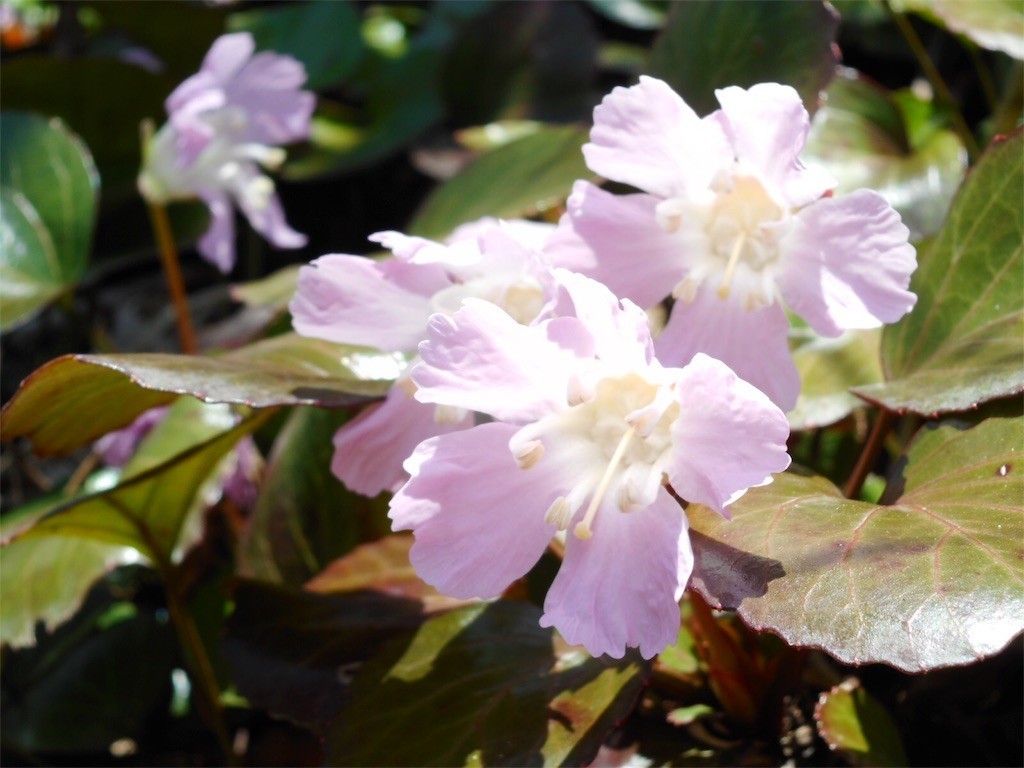 f:id:imawac:20190414204641j:image