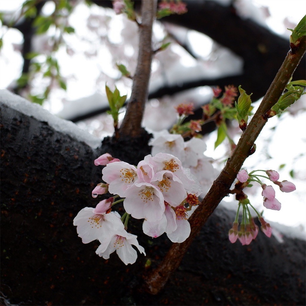 f:id:imawac:20200404215359j:image