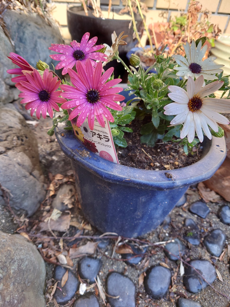 f:id:imelodycyan:20260223215156j:image