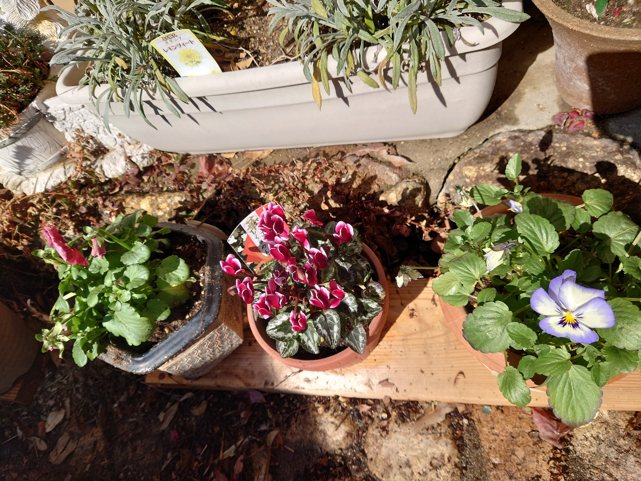 f:id:imelodycyan:20260223215157j:image