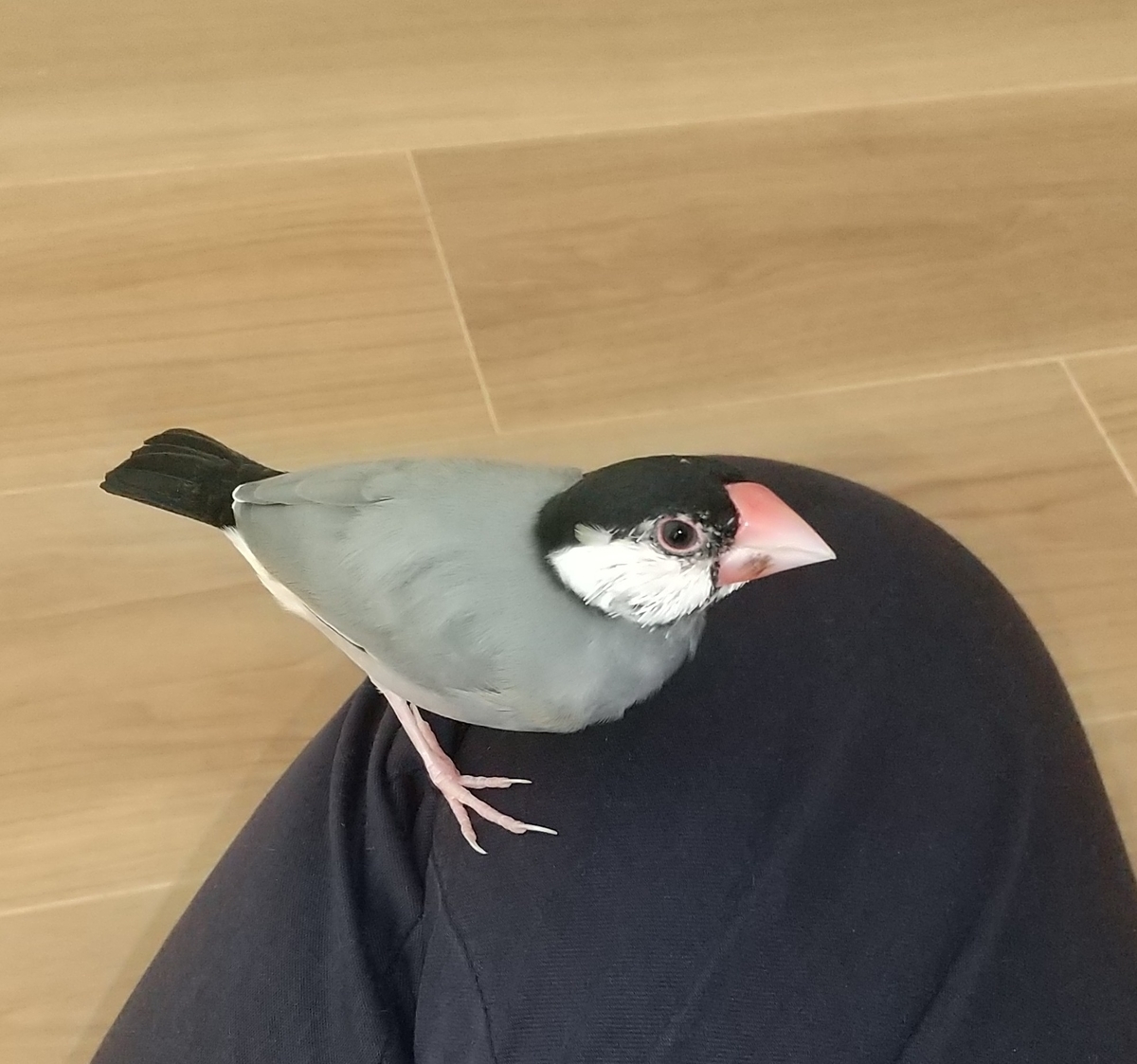 ルナの雛換羽が 無事に終わりそうです 文鳥たちとの暮らし 私の夢は 夢から覚めて夢の中で遊ぶ ことです