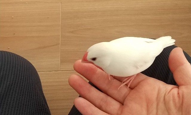 小さな文鳥たち 小さい文鳥 - のりと文鳥たちとの暮らし