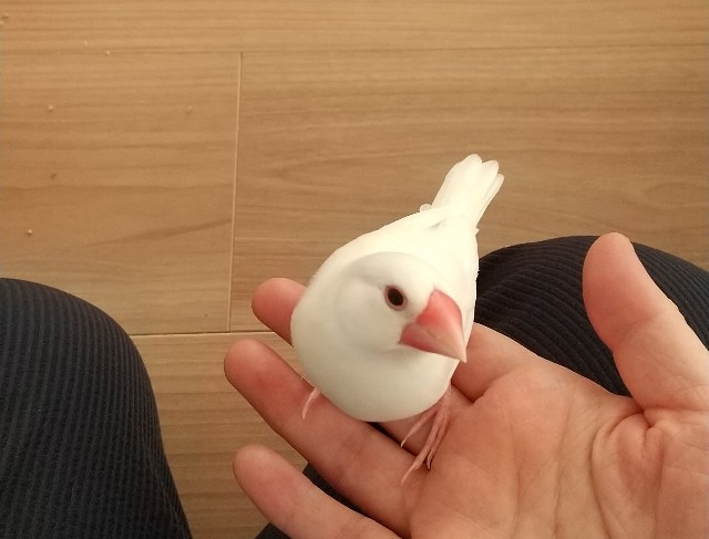 小さい文鳥 - のりと文鳥たちとの暮らし