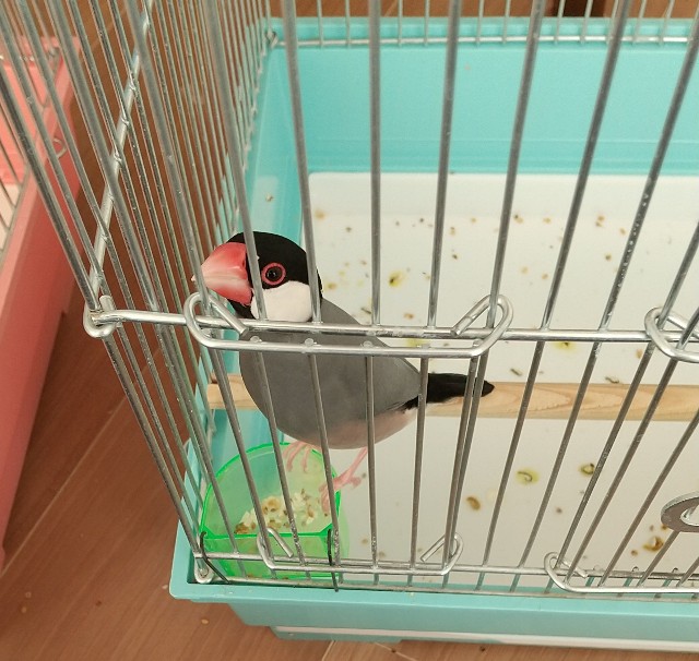 小さい文鳥 - のりと文鳥たちとの暮らし