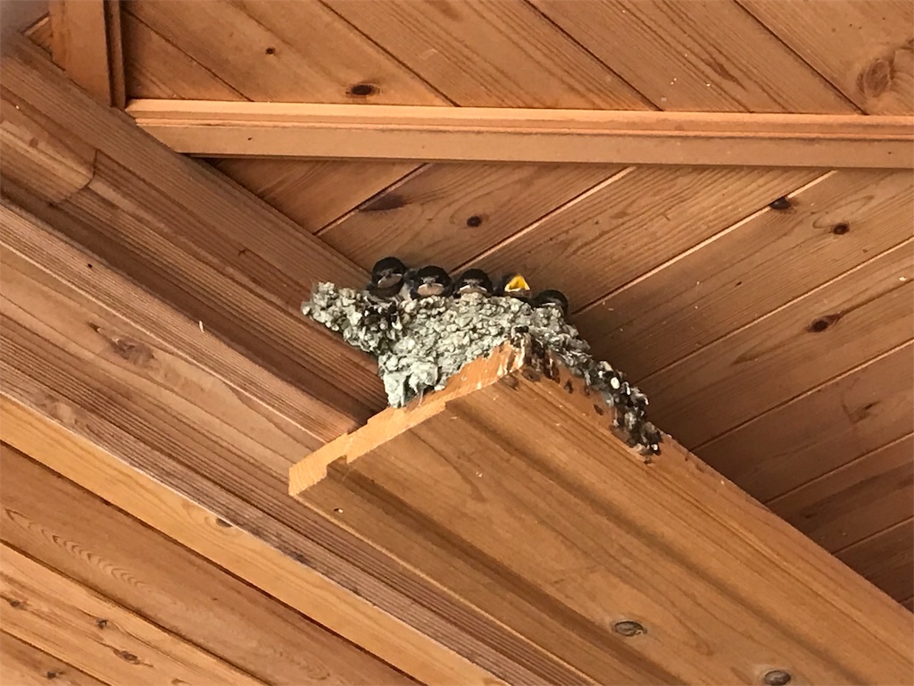 f:id:imimch:20180731080958j:image