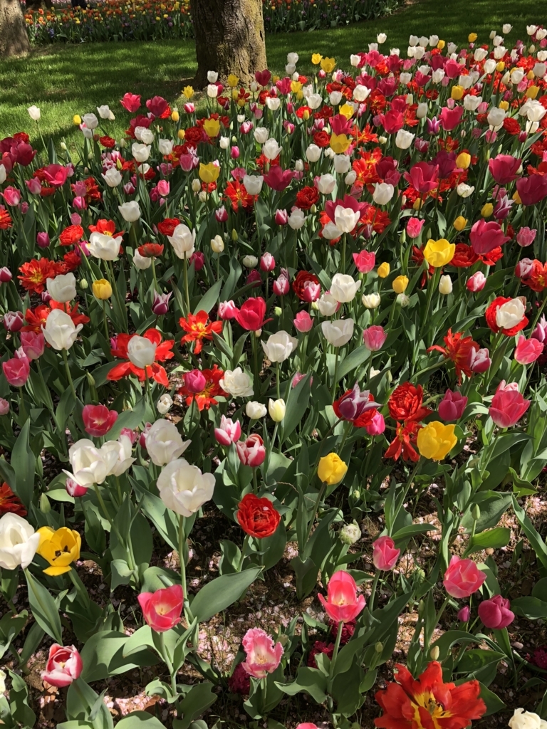 f:id:immatureflower:20180413115234j:plain f:id:immatureflower:20180413115234j:plain