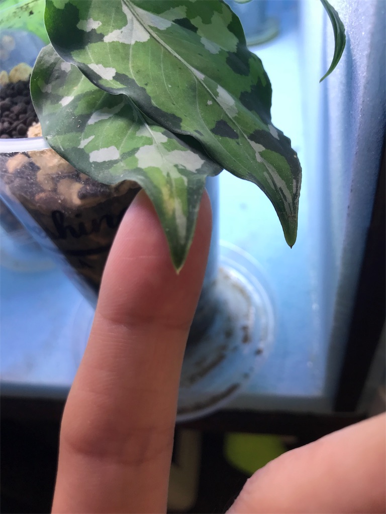 f:id:imoToxin:20190816215929j:image