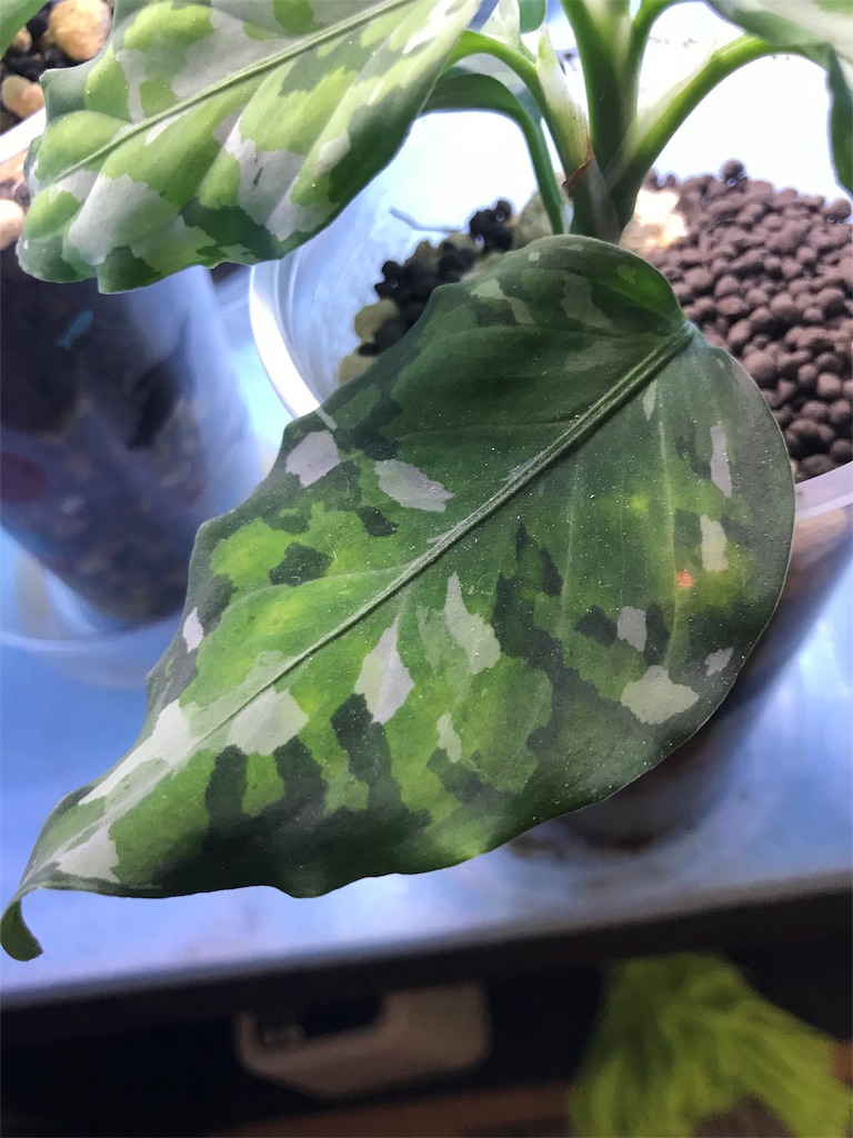 f:id:imoToxin:20190816215934j:image