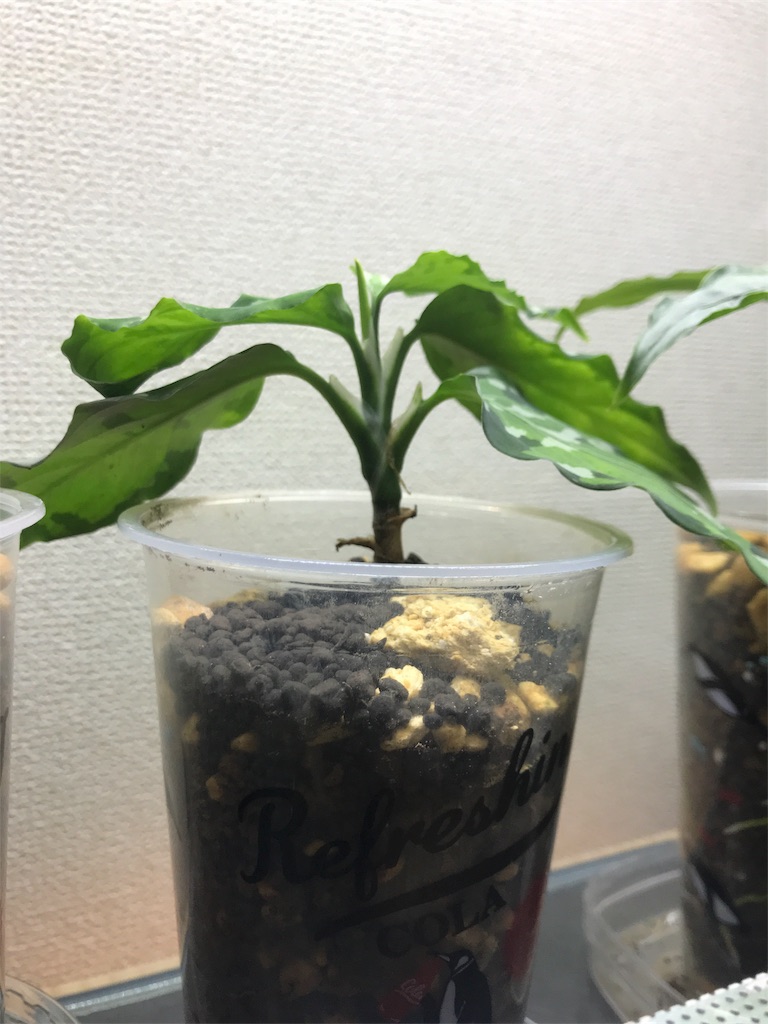 f:id:imoToxin:20190816220909j:image