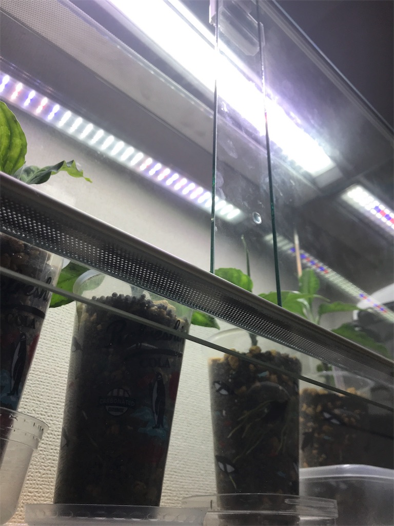 f:id:imoToxin:20190816223457j:image