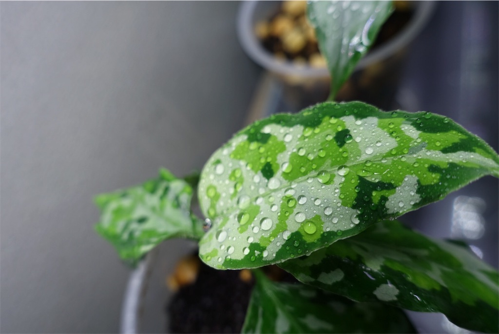 f:id:imoToxin:20190816224940j:image