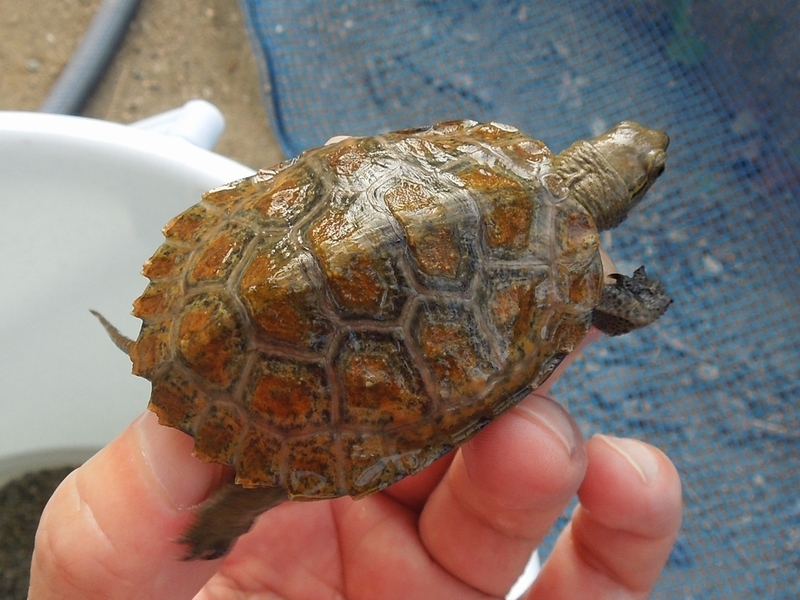 亀の甲羅 黒と茶色の斑点模様 亀の甲羅 黒と茶色の斑点模様