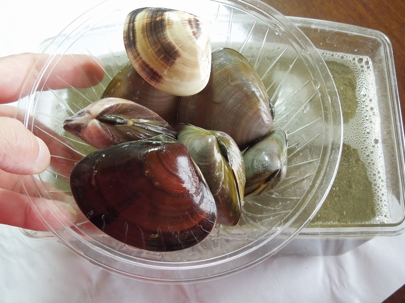 ハマグリページ いも工房