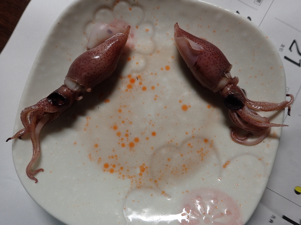 自分で採ったホタルイカの味 いも工房