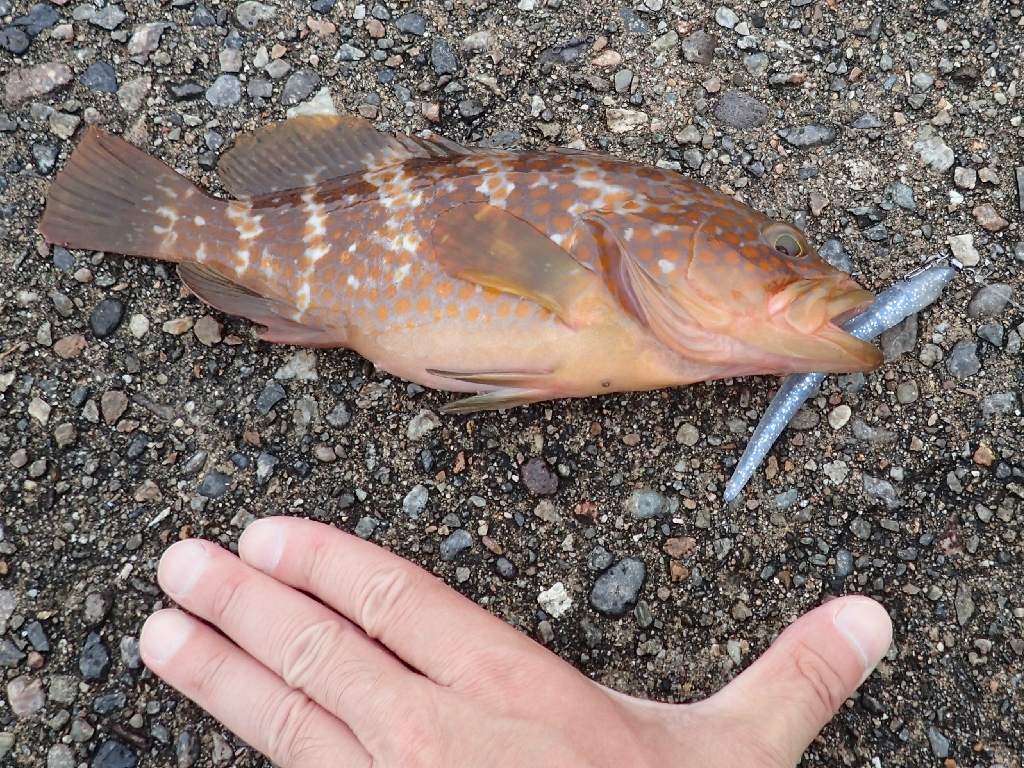 ヒラメプロジェクト 7月4日 土 いも工房