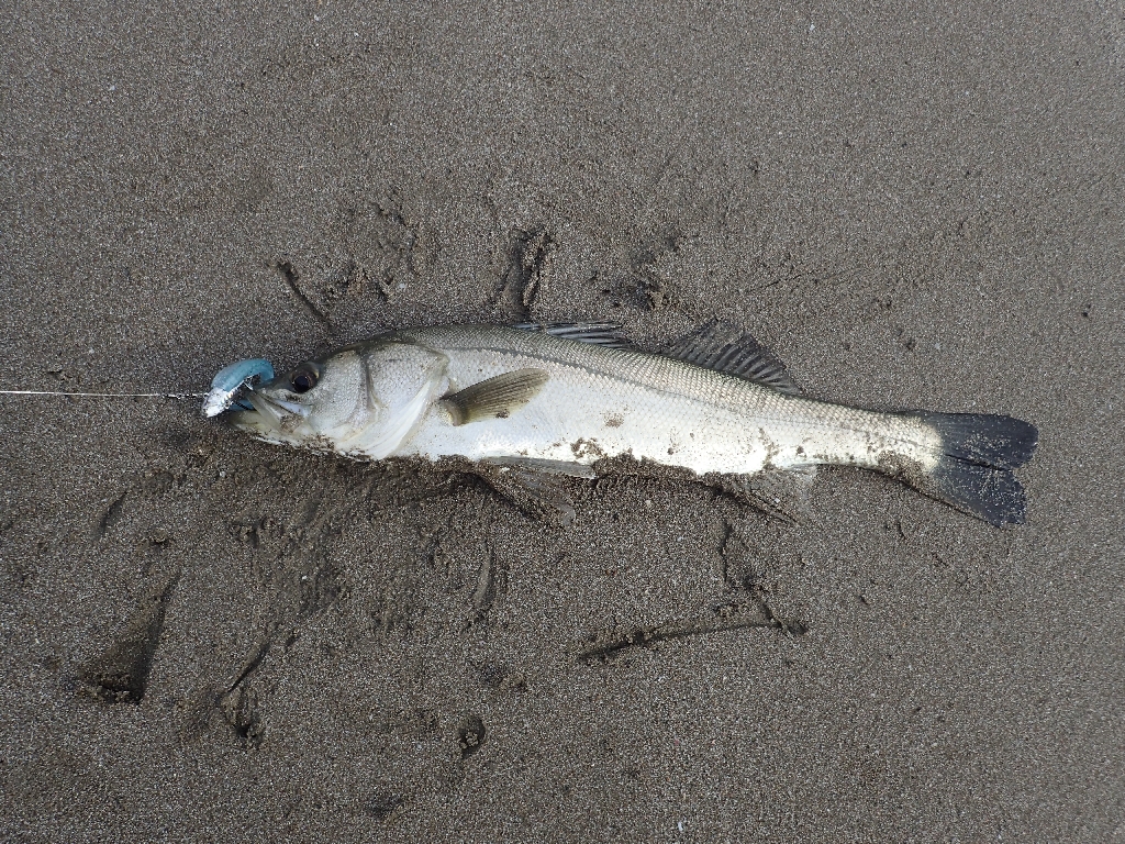 f:id:imoengineering:20201123221231j:plain