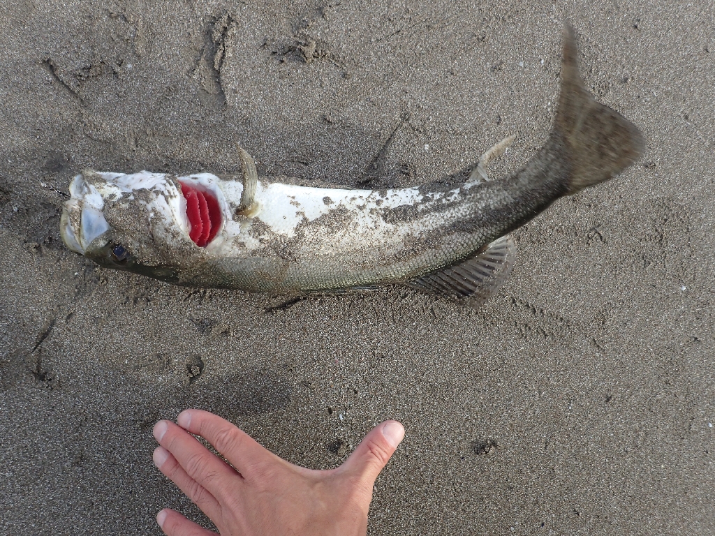 f:id:imoengineering:20201123221238j:plain