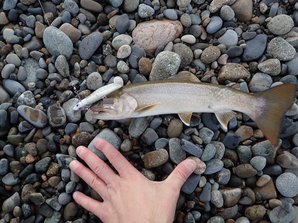 糸魚川の海のニッコウイワナ いも工房