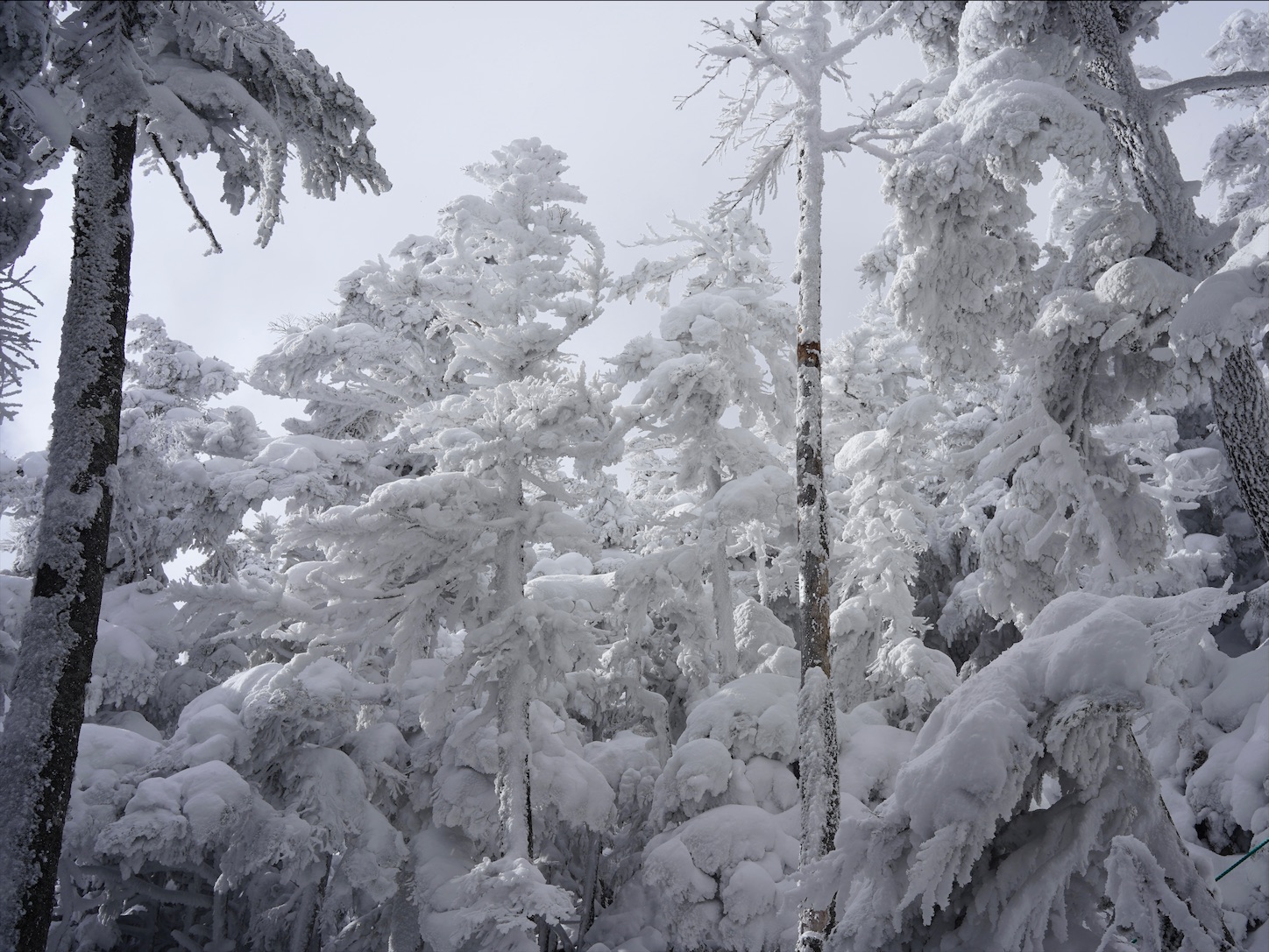 f:id:imosyo7:20201222092446j:image f:id:imosyo7:20201222092446j:image