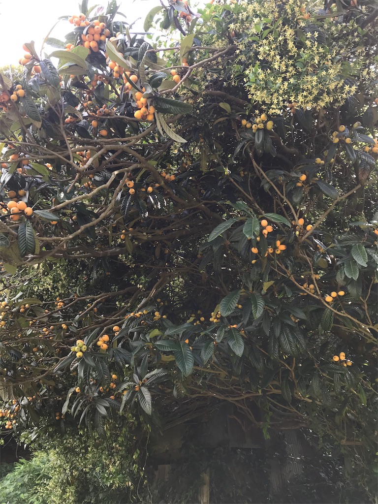 f:id:imototarow:20190615134719j:image