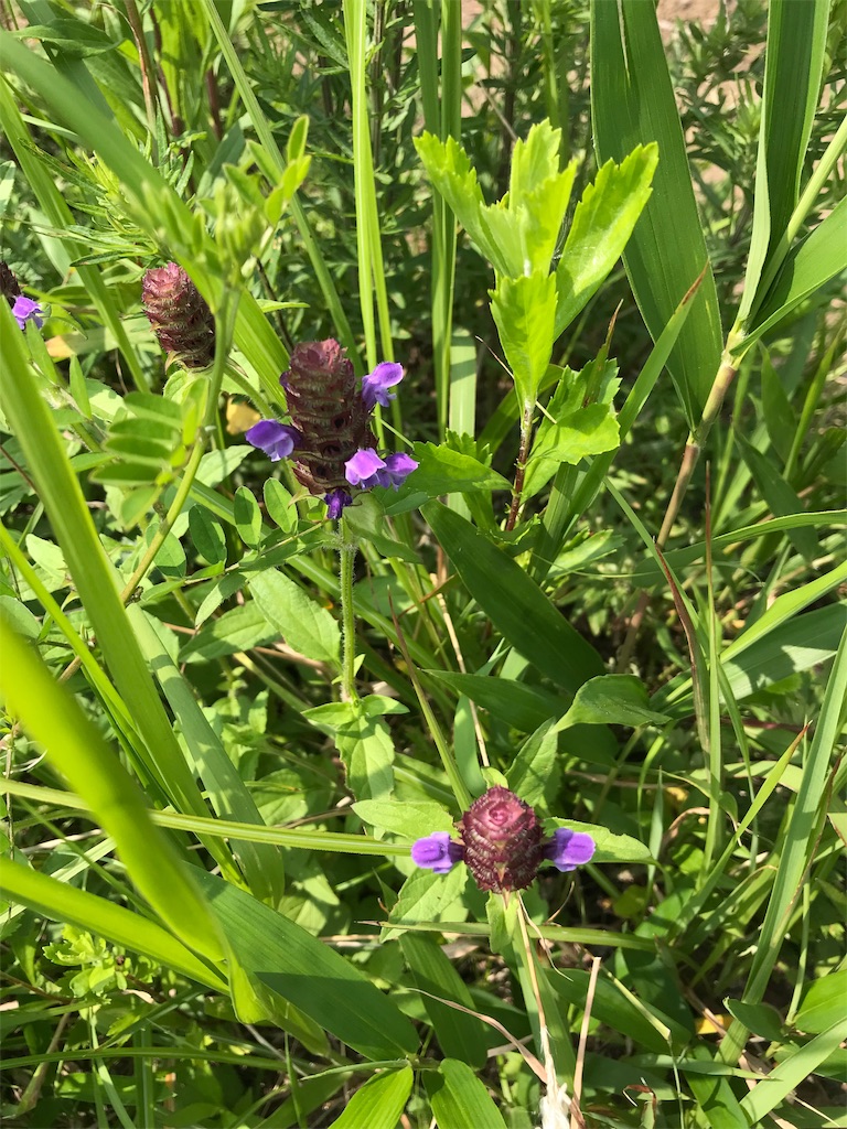 f:id:imototarow:20190628140105j:image