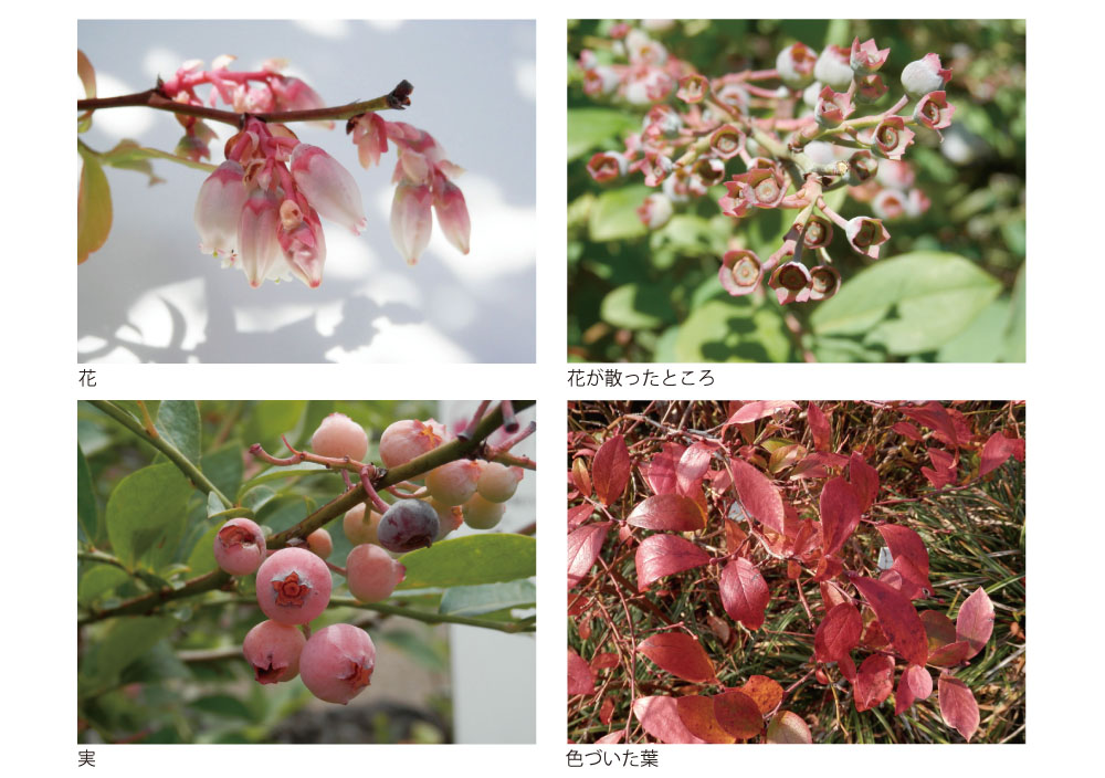 f:id:imowakame:20180524211716j:plain f:id:imowakame:20180524211716j:plain