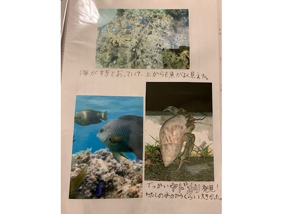小学生の夏休み自由研究レポートをご紹介 テーマは海のキケン生物たち 人生９割ハプニング