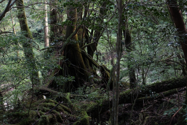 霊能者 小倉美咲キャンプ