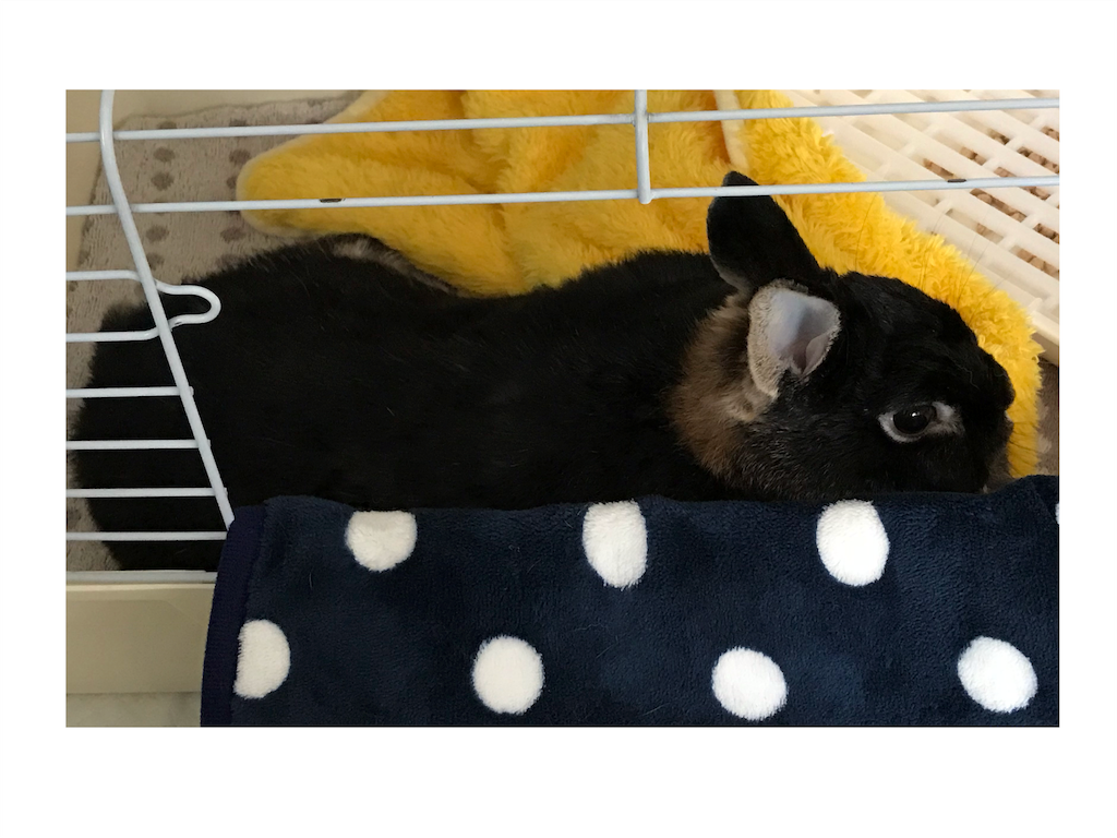 f:id:imsdJava:20181205114535p:image