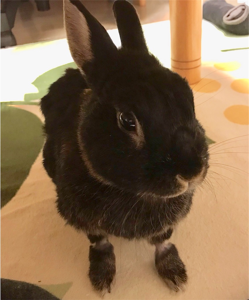 f:id:imsdJava:20181206163839j:image f:id:imsdJava:20181206163839j:image