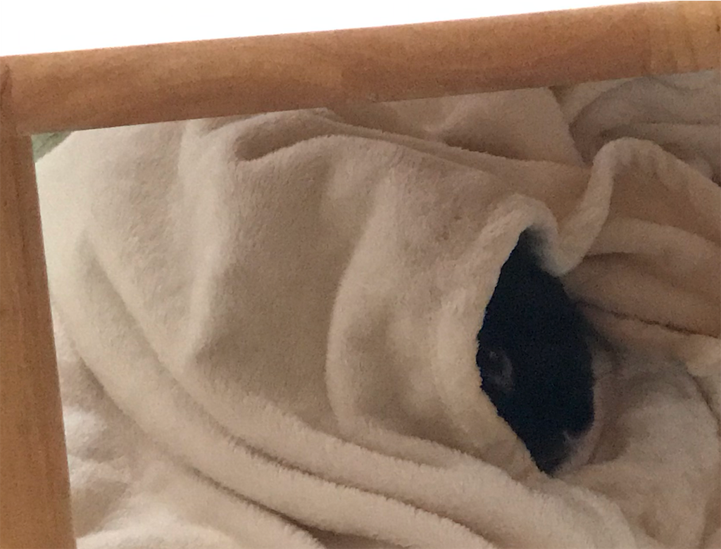 f:id:imsdJava:20181213141953p:image