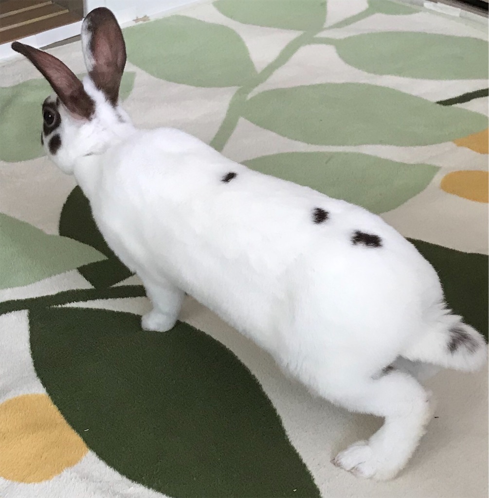 f:id:imsdJava:20190618094945j:image