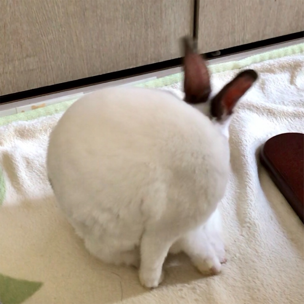 f:id:imsdJava:20190619081010j:image