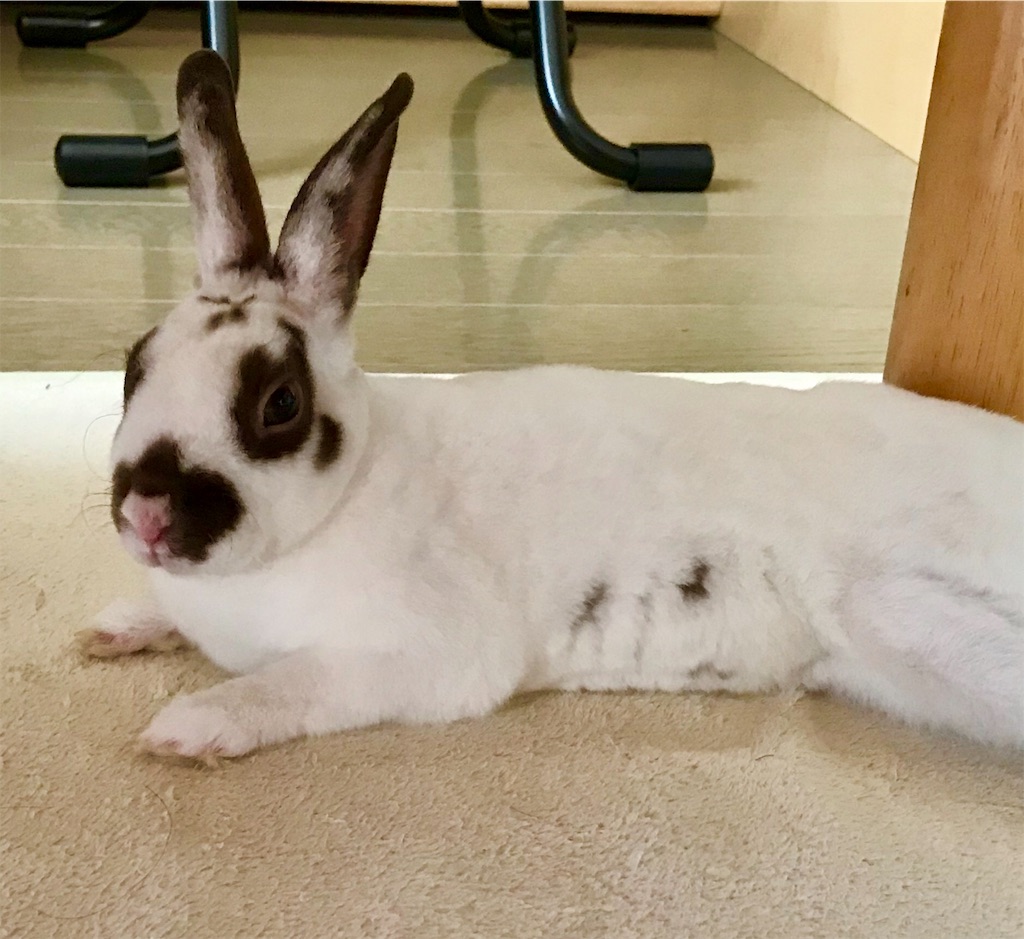 f:id:imsdJava:20190619140056j:image