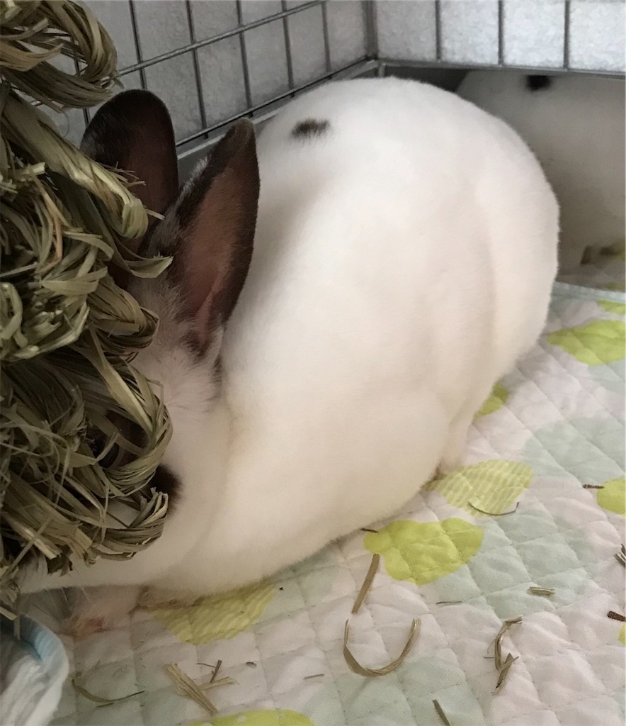 f:id:imsdJava:20190620111323j:image