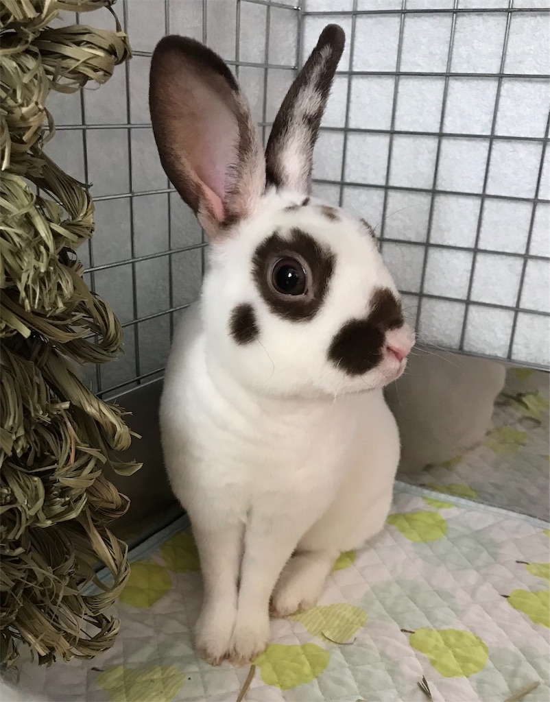 f:id:imsdJava:20190620111339j:image