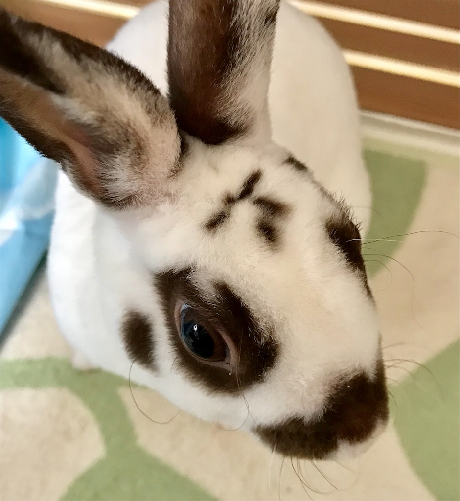 f:id:imsdJava:20190621090811j:image