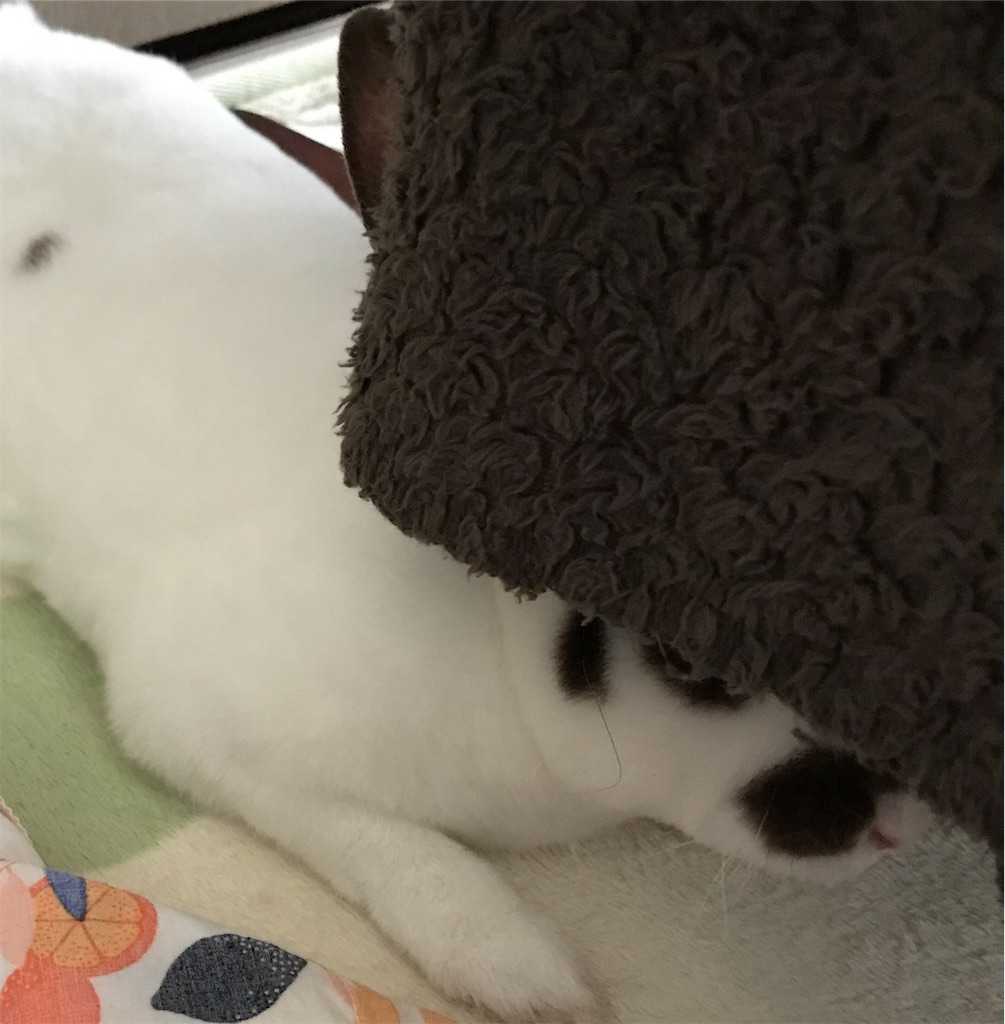 f:id:imsdJava:20190622121718j:image