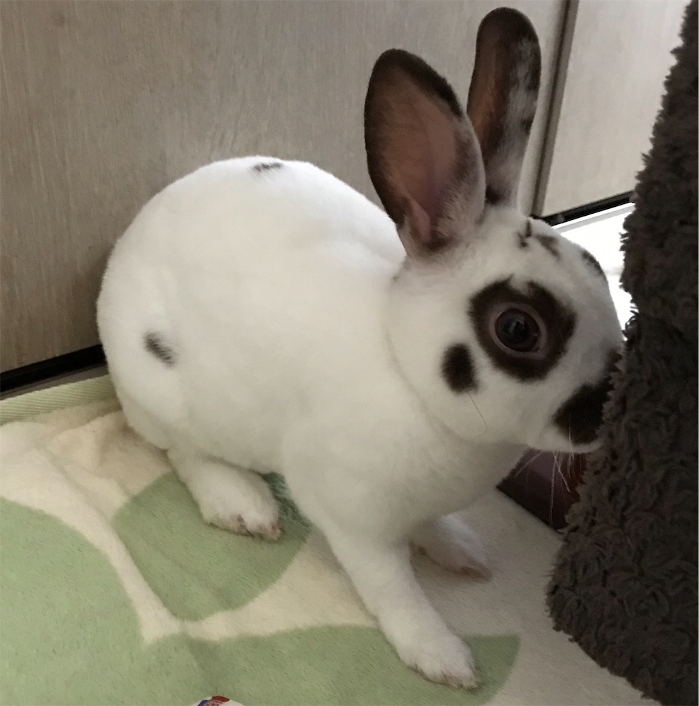 f:id:imsdJava:20190622121814j:image