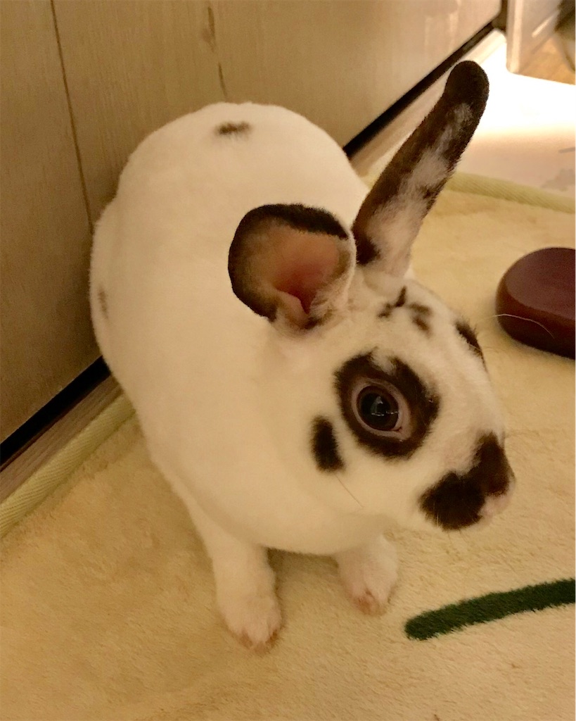 f:id:imsdJava:20190623202853j:image